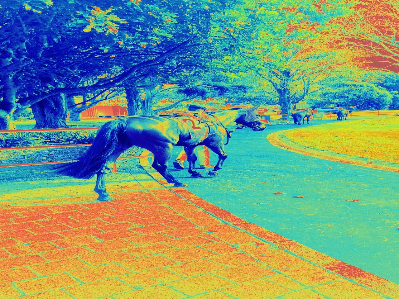 BETMAN Heatmap processed thermal view of a racehorse in the mounting yard